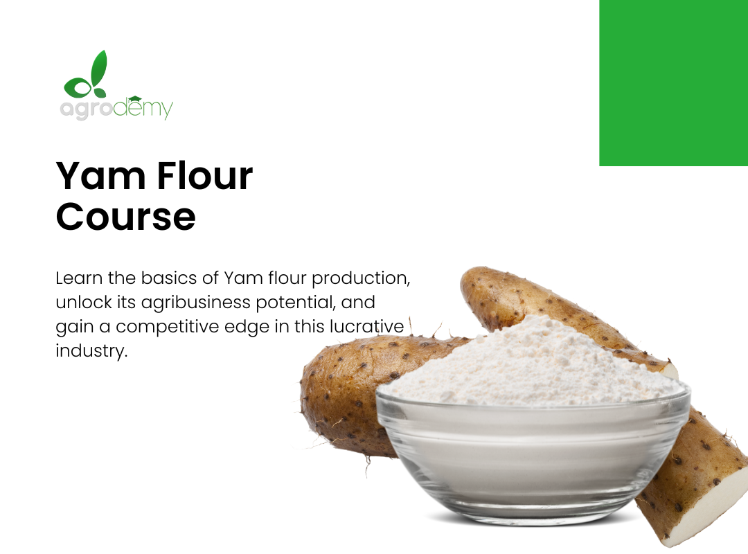 Yam Flour